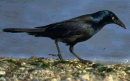 Grackle photo