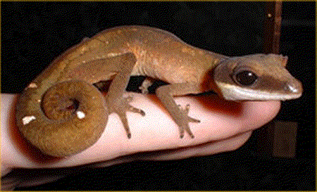 a small gecko